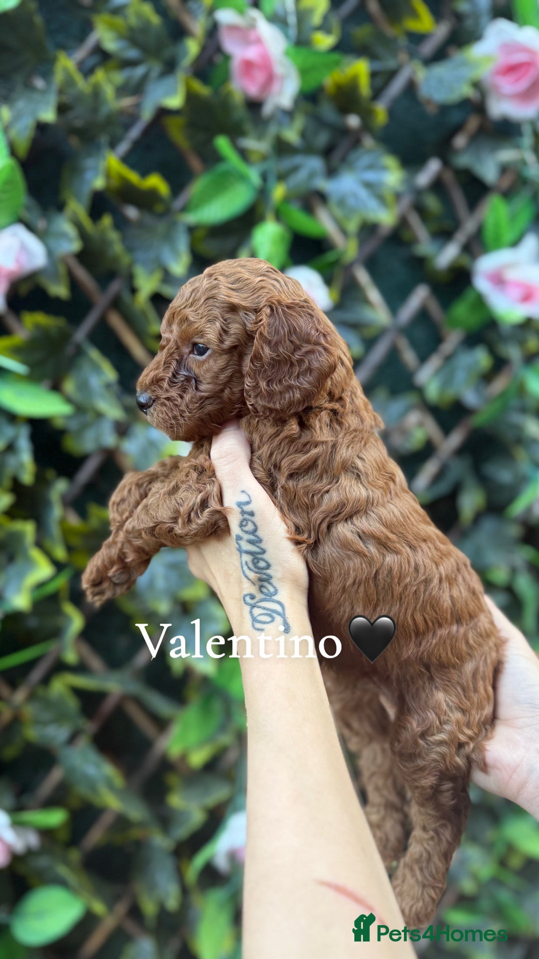 Cockapoo dogs for sale: beautiful F1 cockapoo's in Wembley - Image 2