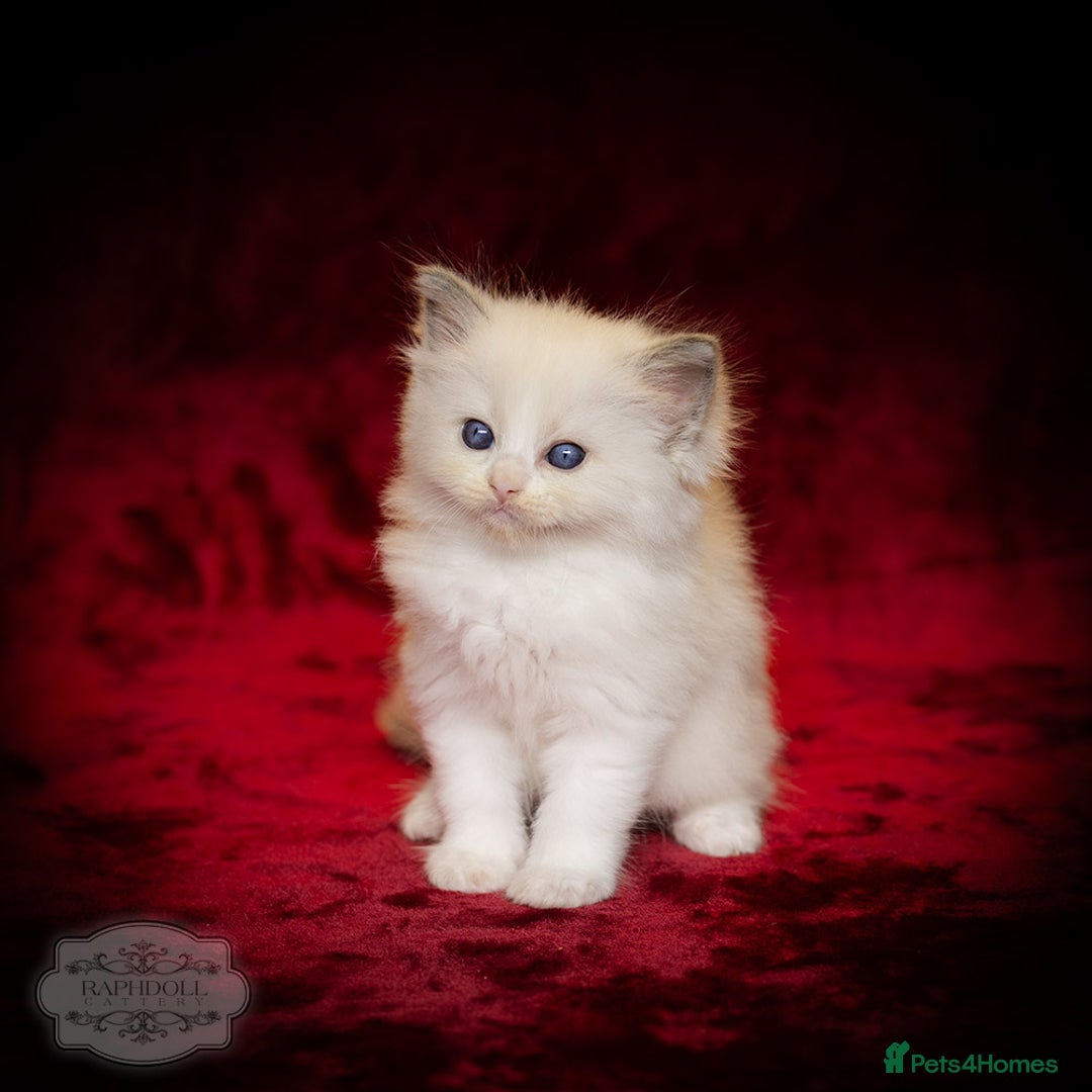 Ragdoll cats for sale: Ragdoll Bicolor Kitten Boy LRCA TICA - Advert 3
