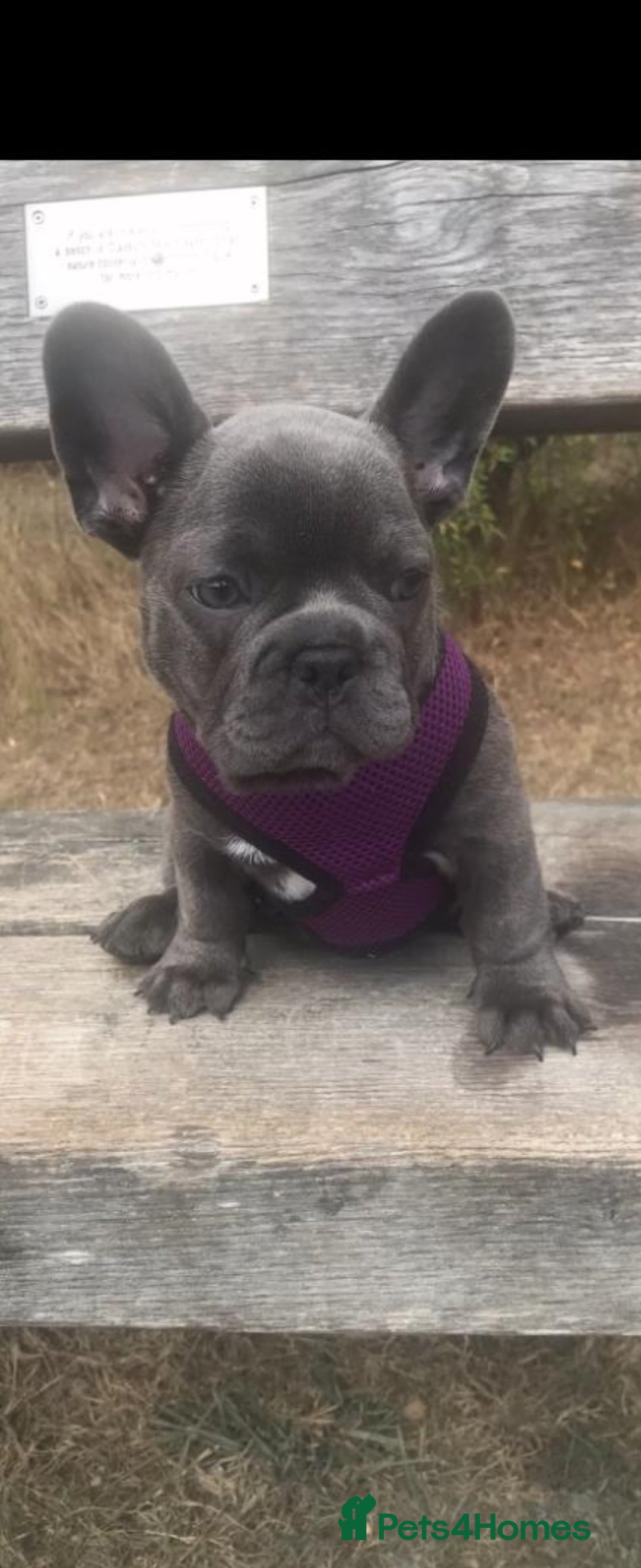 French Bulldog dogs for sale: Female french bulldog  - Image 1