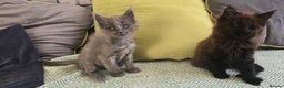 Maine Coon cats for sale: Maine coon girls - Advert 4