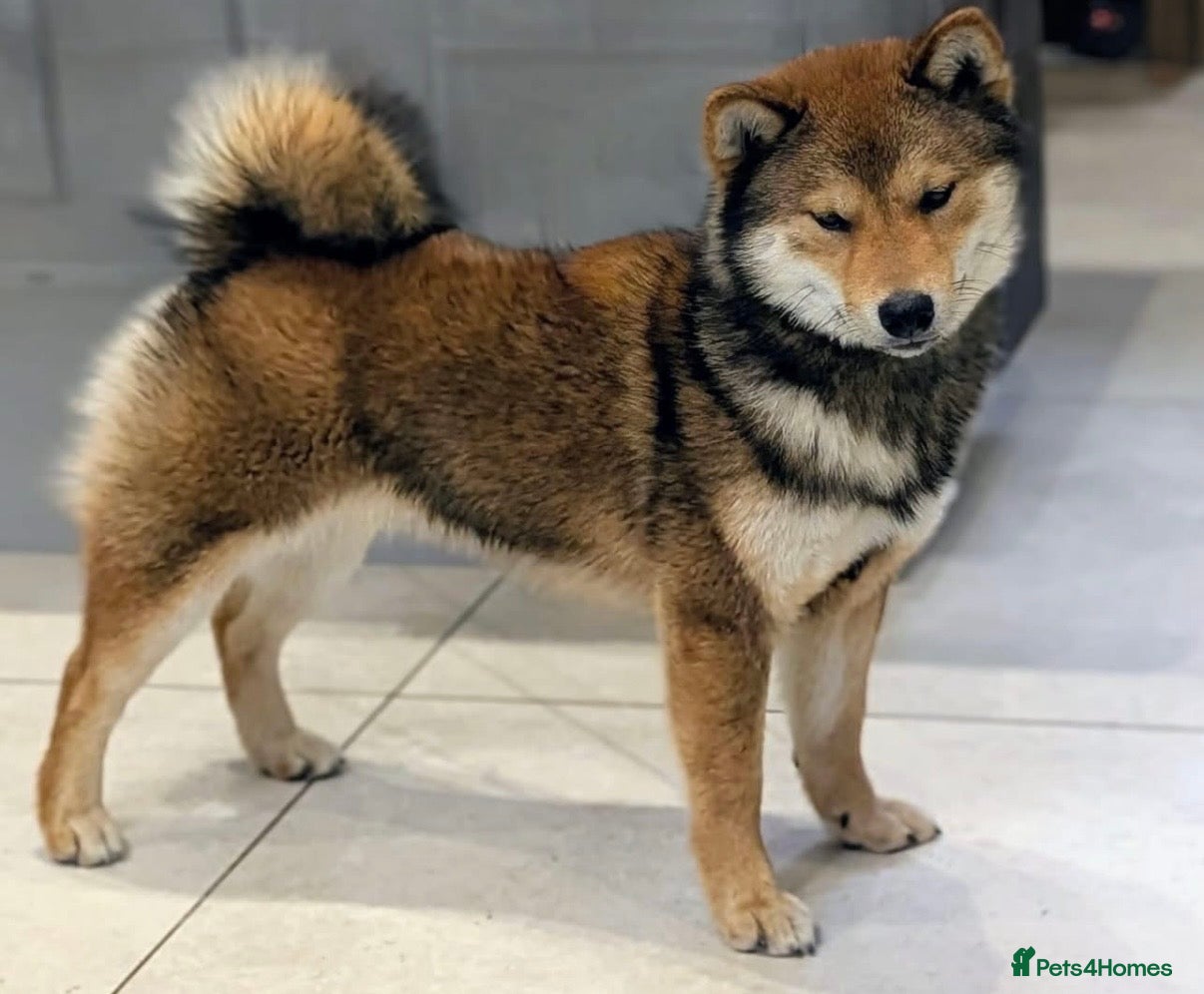 Japanese Shiba Inu dogs Red sesame champion bloodline Shiba Inu  - Advert 1