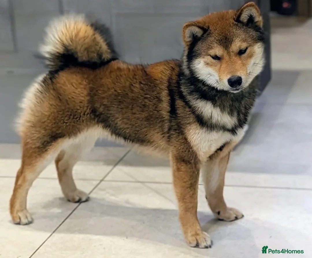 Japanese Shiba Inu dogs for stud: Red sesame champion bloodline Shiba Inu  - Advert 1