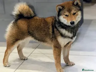 Japanese Shiba Inu dogs Red sesame champion bloodline Shiba Inu - Advert 1