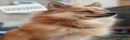 Pomeranian dogs for sale: Pomeranian  - Advert 11