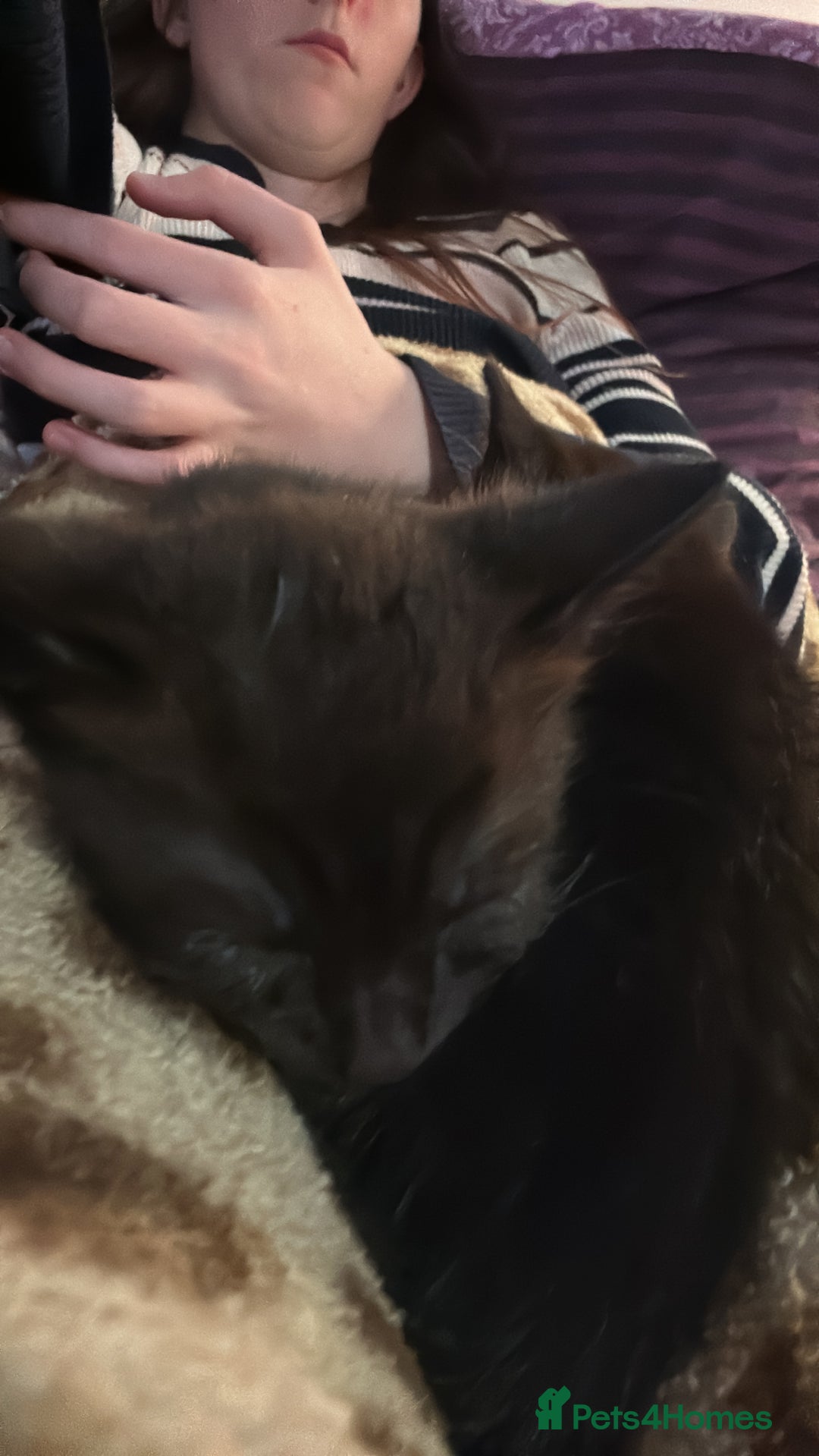 British Shorthair cats for sale: Mother of 2 Kittens Available to buy - Advert 16