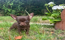 Chorkie dogs for sale: Chorkie puppies for forever homes  - Image 19