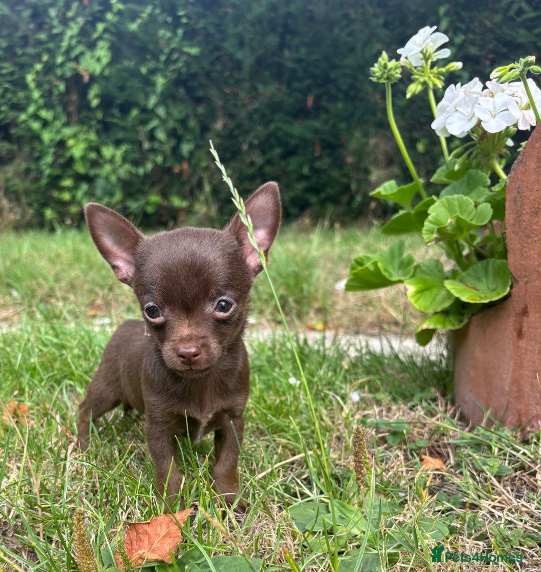 Chorkie dogs for sale: Chorkie puppies for forever homes  - Image 19
