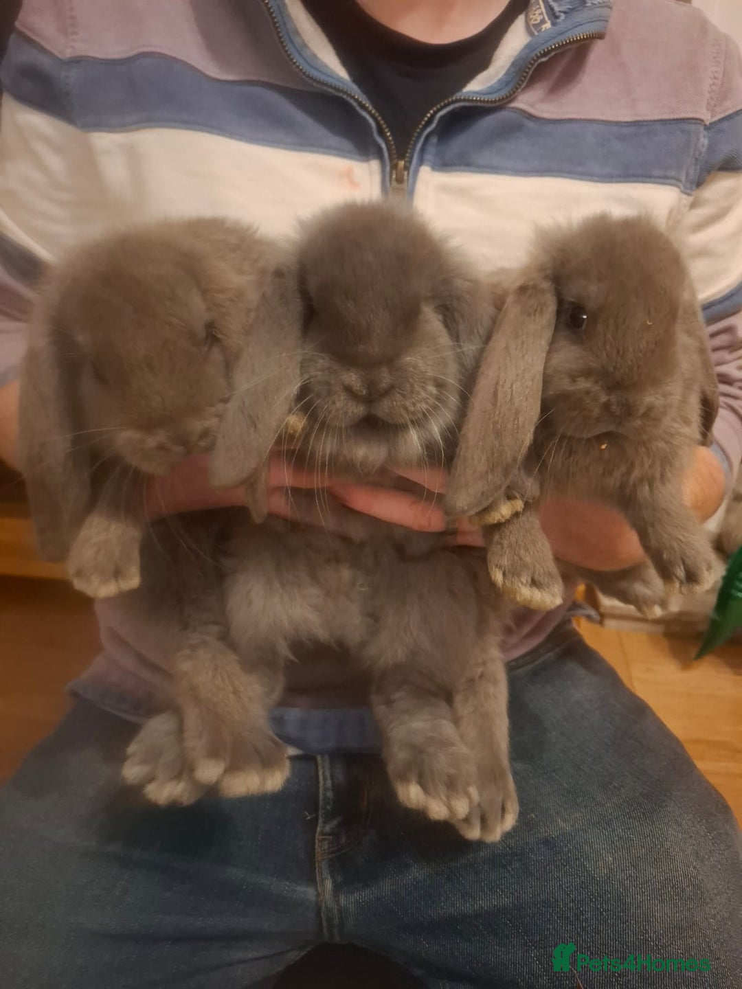 French Lop rabbits for sale: Baby Giant French Lop rabbits - Advert 2