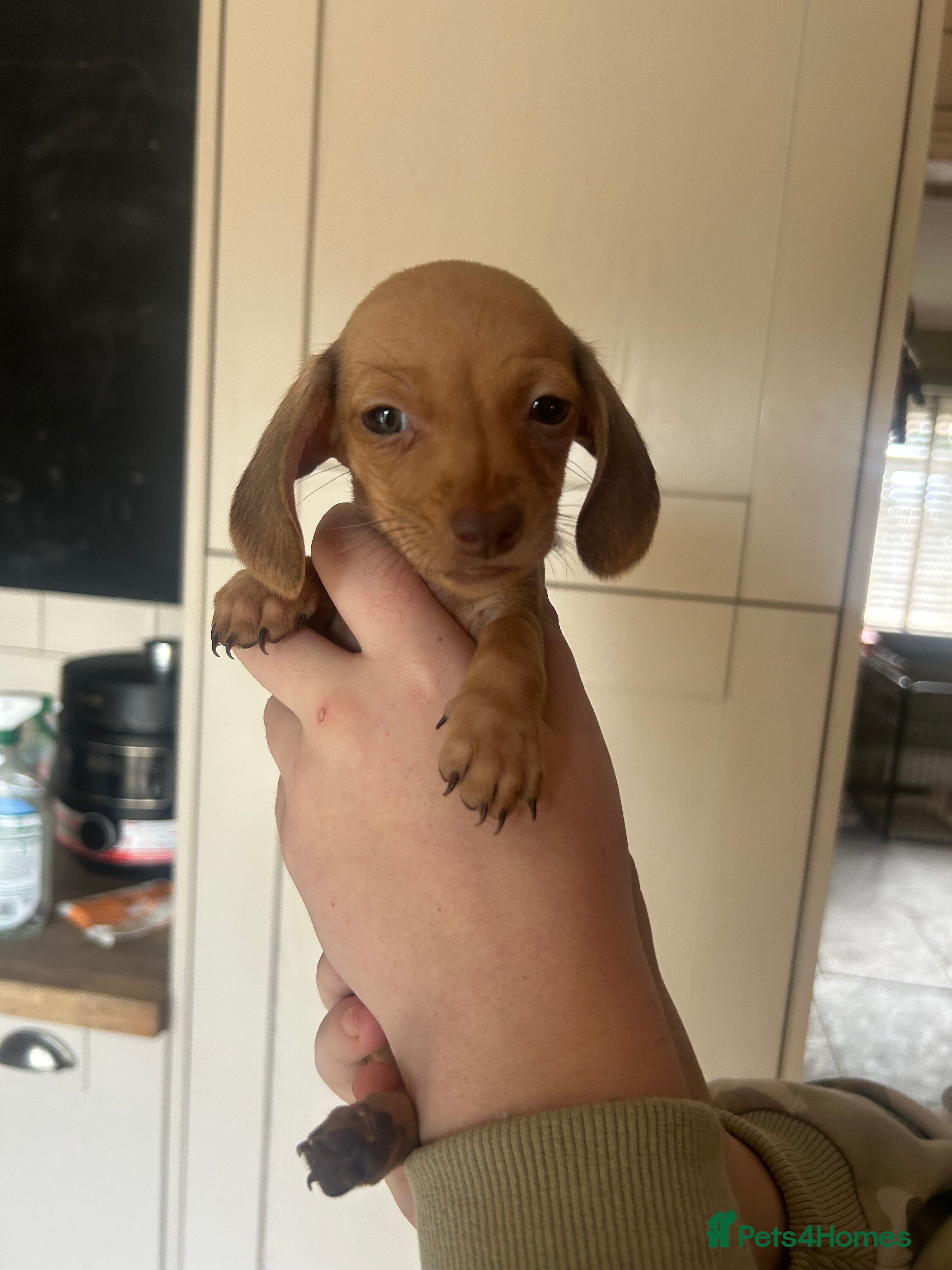 Miniature Dachshund dogs 🔥 gorgeous TINY miniature dachshunds 🔥 - Advert 2