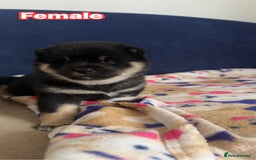 Japanese Shiba Inu dogs for sale: Japanese Shiba Inu  - Image 4