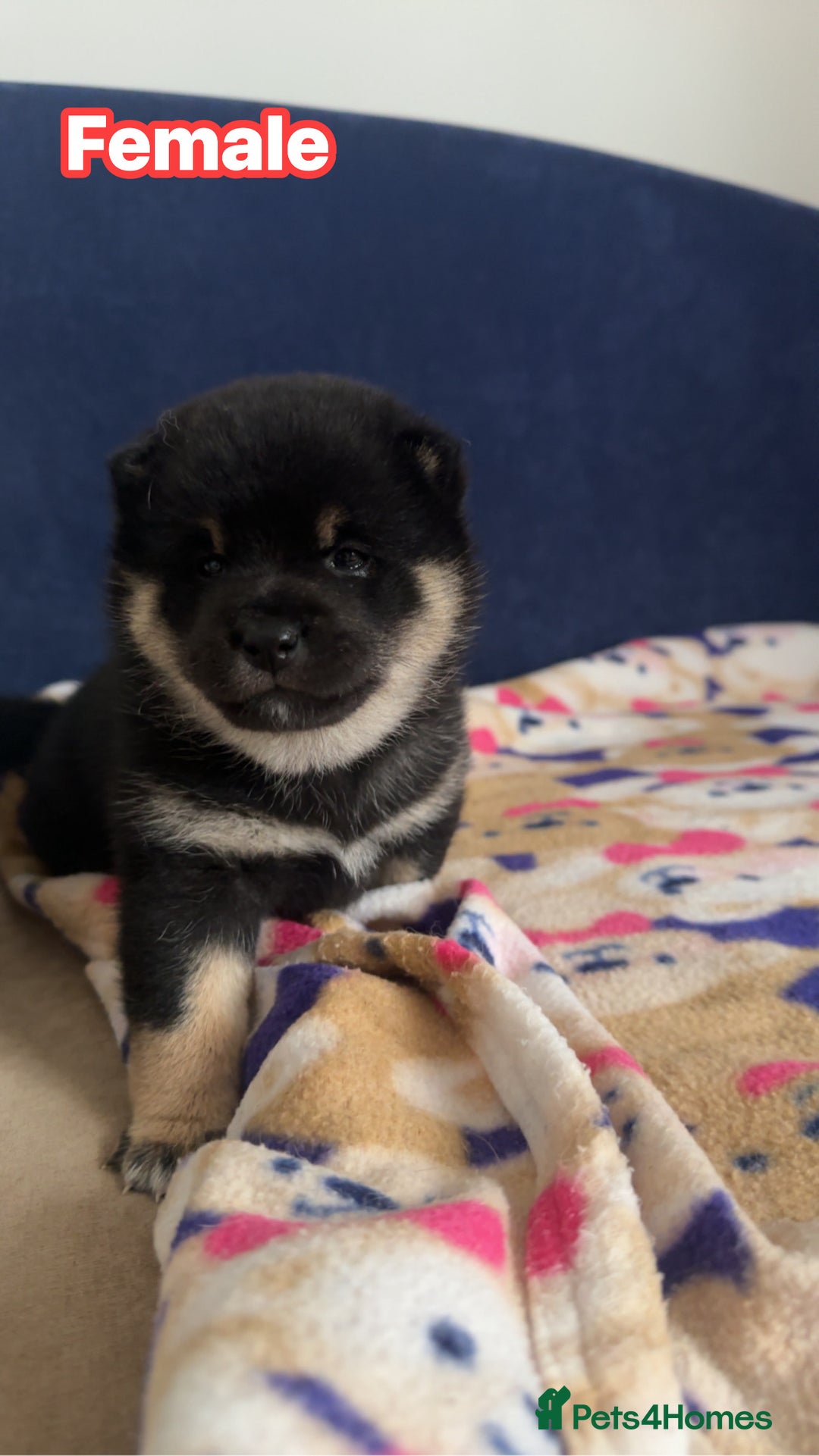 Japanese Shiba Inu dogs for sale: Japanese Shiba Inu  - Image 4