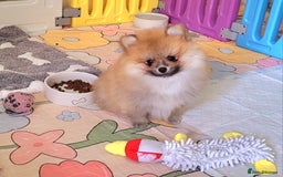 Pomeranian dogs for sale: 🔥XXXS🔥Pomeranian puppies🔥KC reg🔥for sale🔥 - Image 14