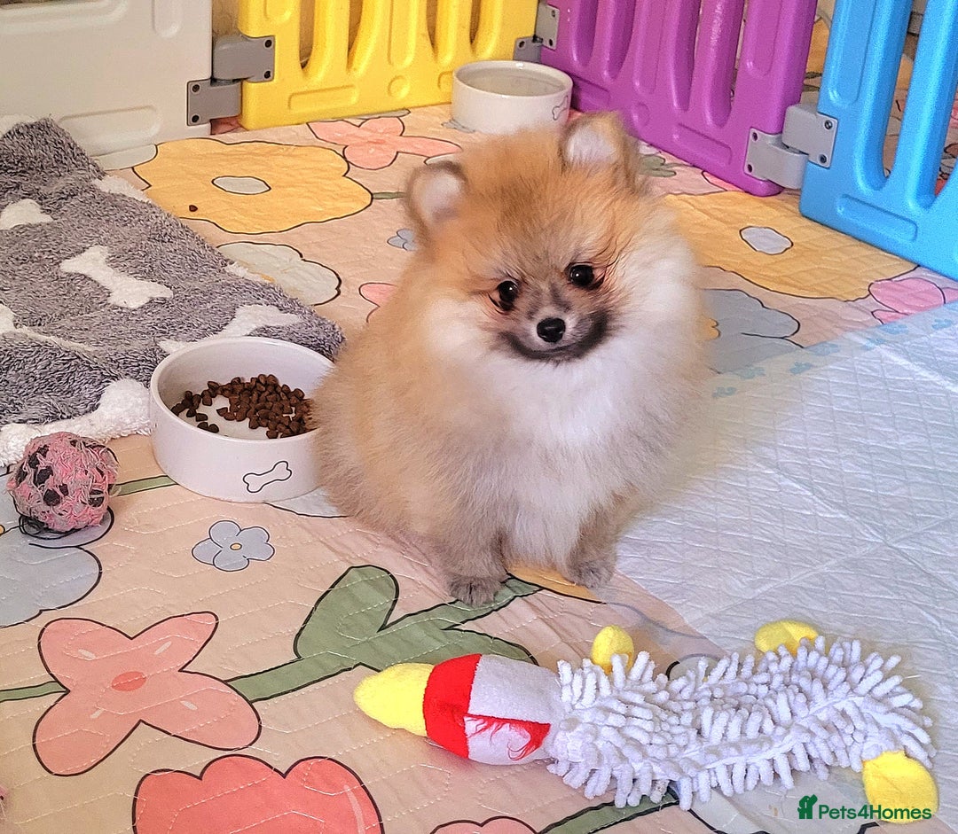 Pomeranian dogs for sale: 🔥XXXS🔥Pomeranian puppies🔥KC reg🔥for sale🔥 - Image 14