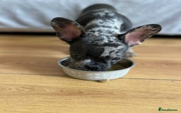 French Bulldog dogs for sale: Fluffy Gene Carrying Frenchies - Image 18