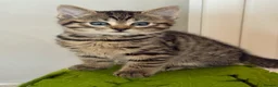 Bengal cats for sale: 5 Baby Bengal kittens  in Rhyl - Advert 6