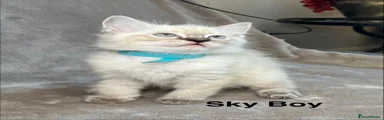 Sky Boy