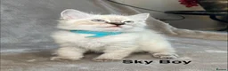 Ragdoll cats for sale: 😻Pure Ragdoll Kittens looking for loving home ❤️ - Advert 6