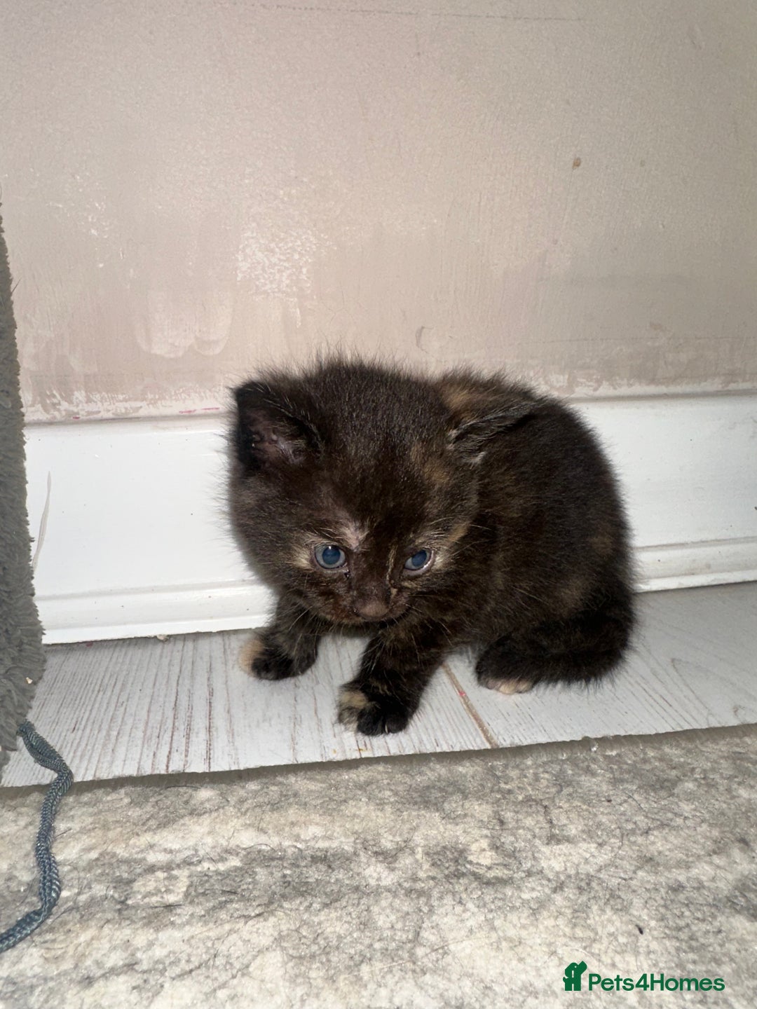 Maine Coon cats for sale: 5 MAINE COON X BABIES FOR SALE  - Advert 16