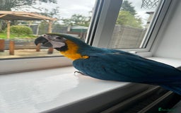 Macaws birds for sale: Baby blue and gold macaw  - Image 2