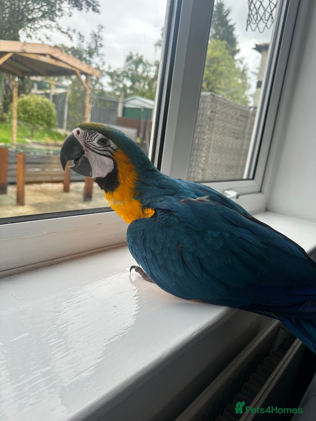 Macaws birds for sale: Baby blue and gold macaw  - Image 2