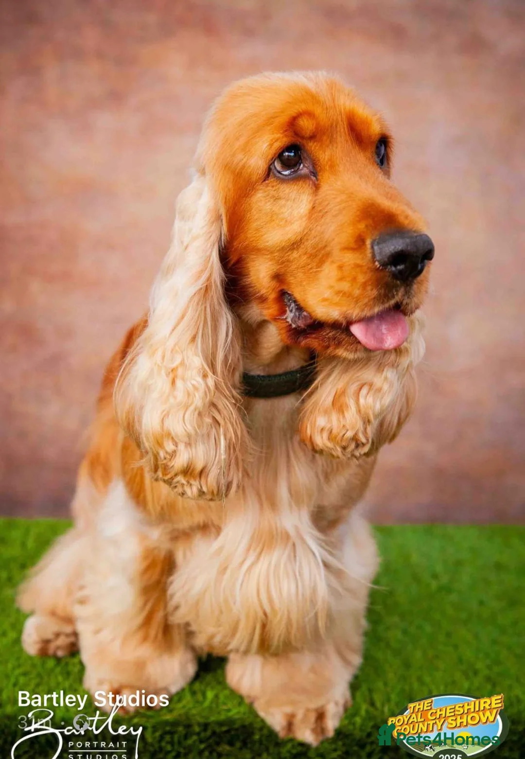 Cocker Spaniel dogs for stud: Outstanding Show Cocker for stud  - Advert 4