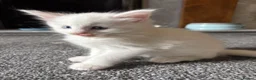 Maine Coon cats for sale: Purebred Maine Coons Looking For A Loving Home 😻 - Advert 6