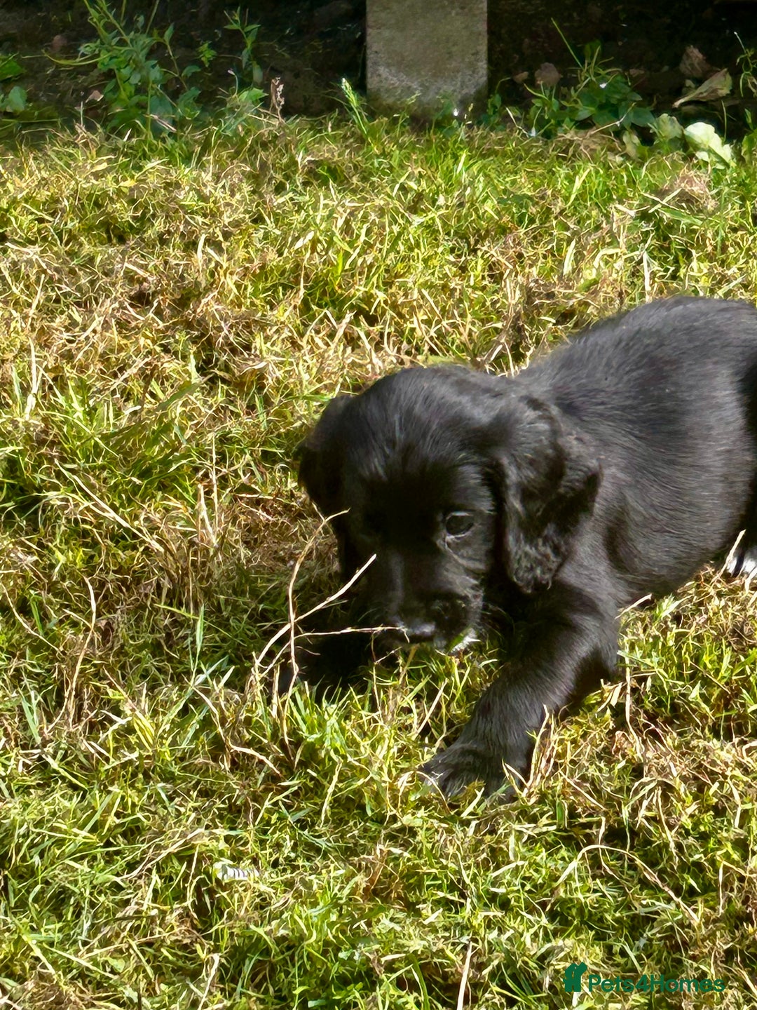 Cocker Spaniel dogs for sale: 2 beautiful cocker spaniels out of a litter of 7 - Image 8