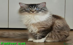 Ragdoll cats for sale: Ragdoll kittens (2 boys left) - Image 4