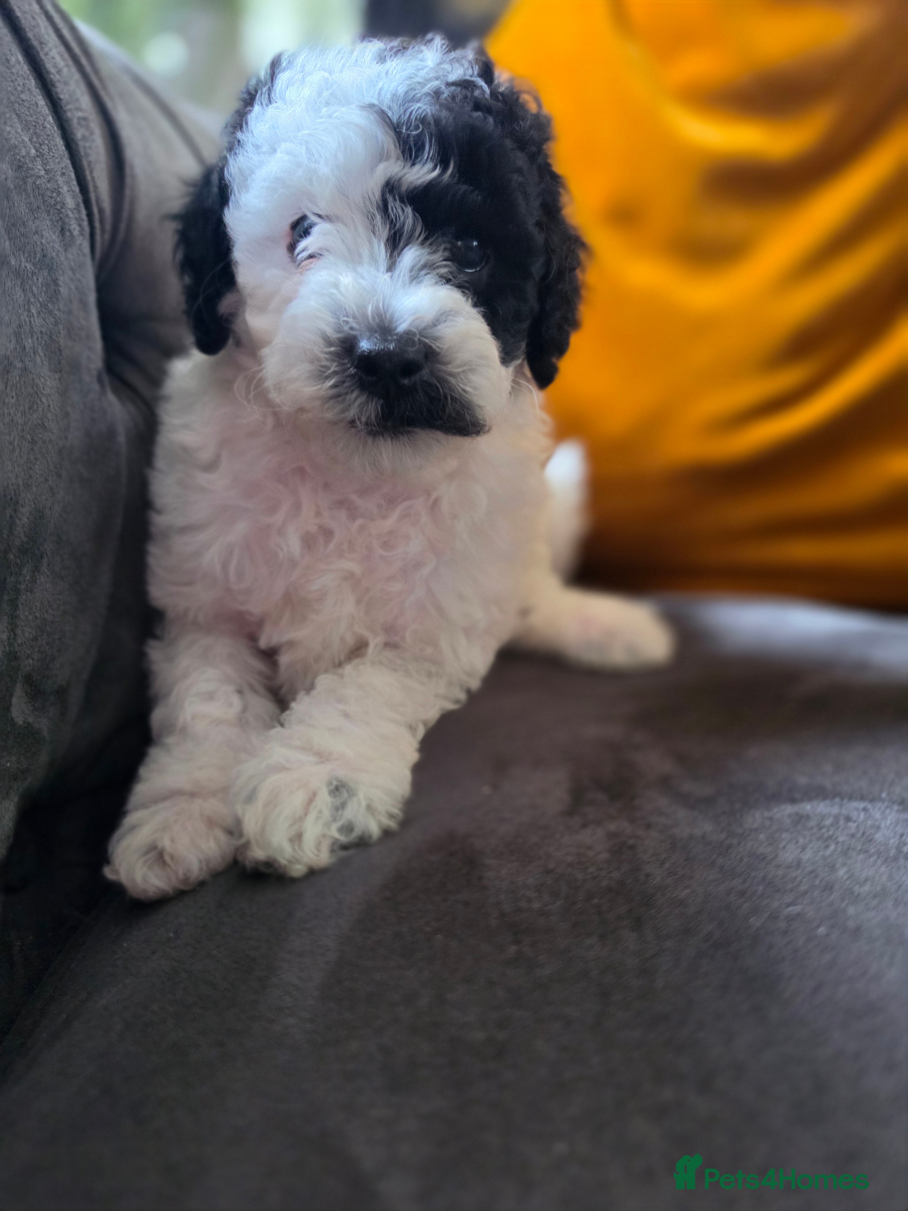 Cavapoo dogs F1BB Cavapoos - Advert 2