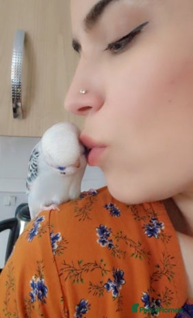 Budgerigars birds - Advert 1