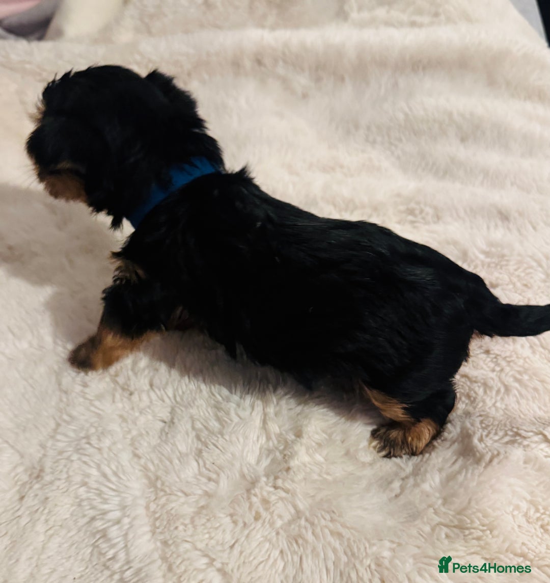 Yorkshire Terrier dogs for sale: Yorkshire Terrier Pups - Advert 5