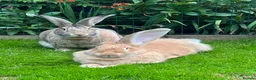 Continental Giant rabbits for sale: Bonded pair of rabbits  in Bedford - Advert 1