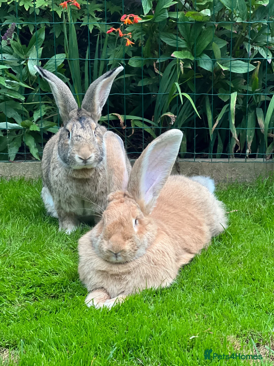 Continental Giant rabbits for sale: Bonded pair of rabbits  in Bedford - Advert 1