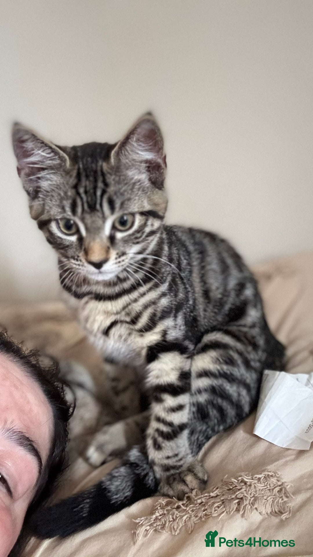 British Shorthair cats for sale: 🐾 Adorable Kittens Looking for  Home! 🐾 - Image 14