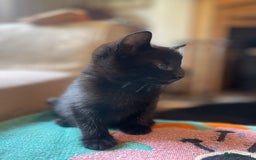 Mixed Breed cats for sale: Russian blue cross black and tabby kittens  - Advert 36