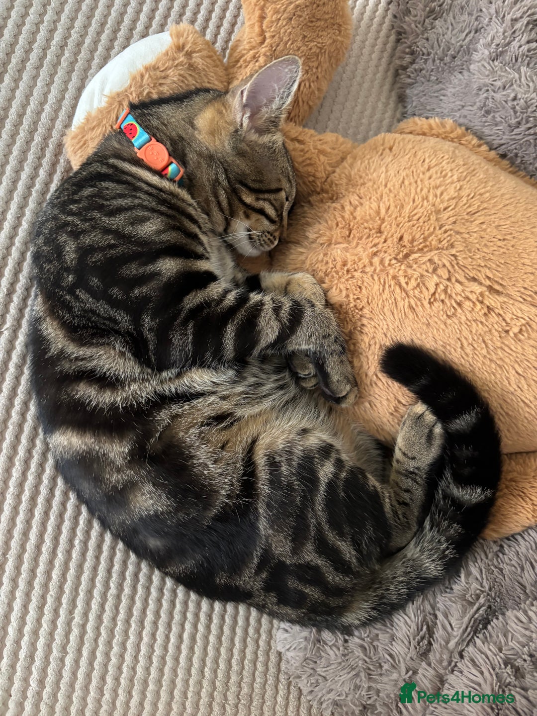 Domestic Shorthair cats for sale: Teddy the cat.  - Image 5