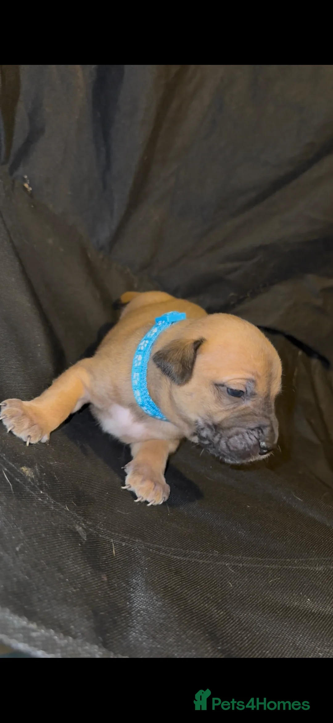 Mixed Breed dogs for sale: Staff X Sharpei puppies  - Advert 10