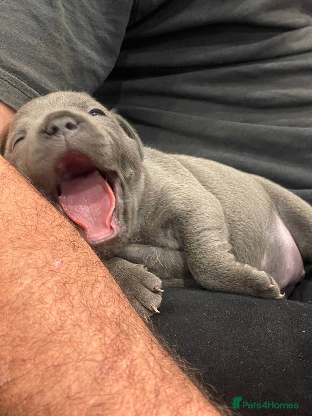 Staffordshire Bull Terrier dogs for sale: secured-blue english staffordshire bull-terriers - Image 3