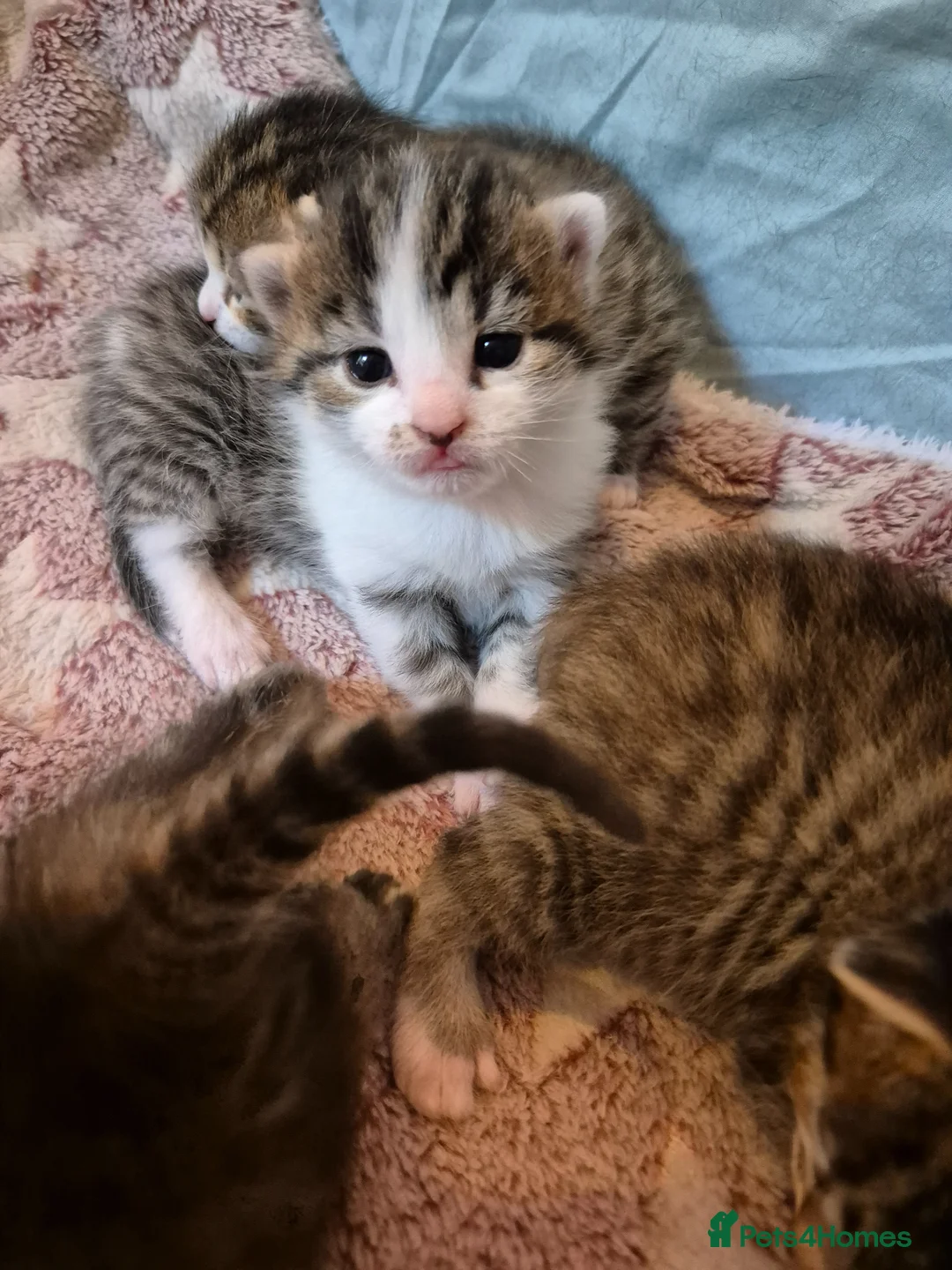 Mixed Breed cats for sale: Stunning Mixed breed kittens for sale! - Advert 20