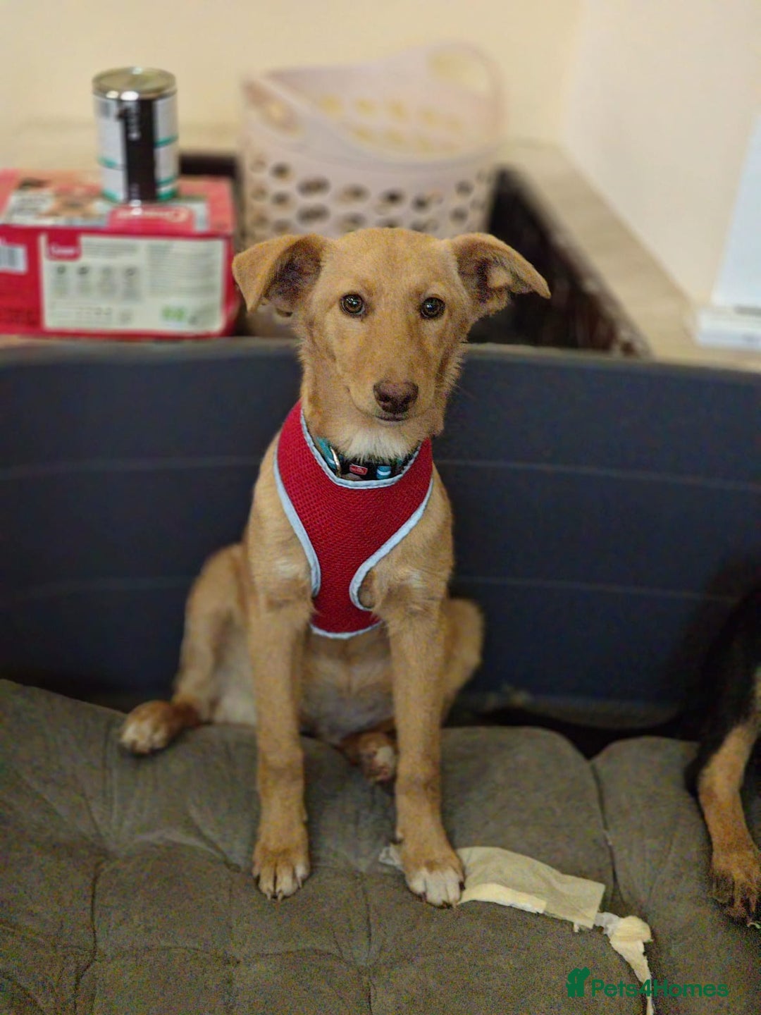 Mixed Breed dogs for adoption: ❤️Hope&Joy — two 7(8) months small sisters❤️ - Advert 23