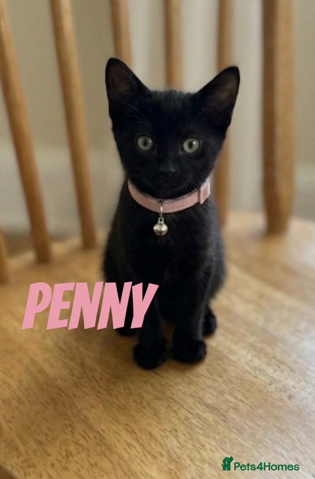 Mixed Breed cats  RUSSIAN X KITTENS READY TODAY !! - Advert 2