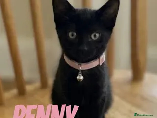 Mixed Breed cats RUSSIAN X KITTENS READY TODAY !! - Advert 2