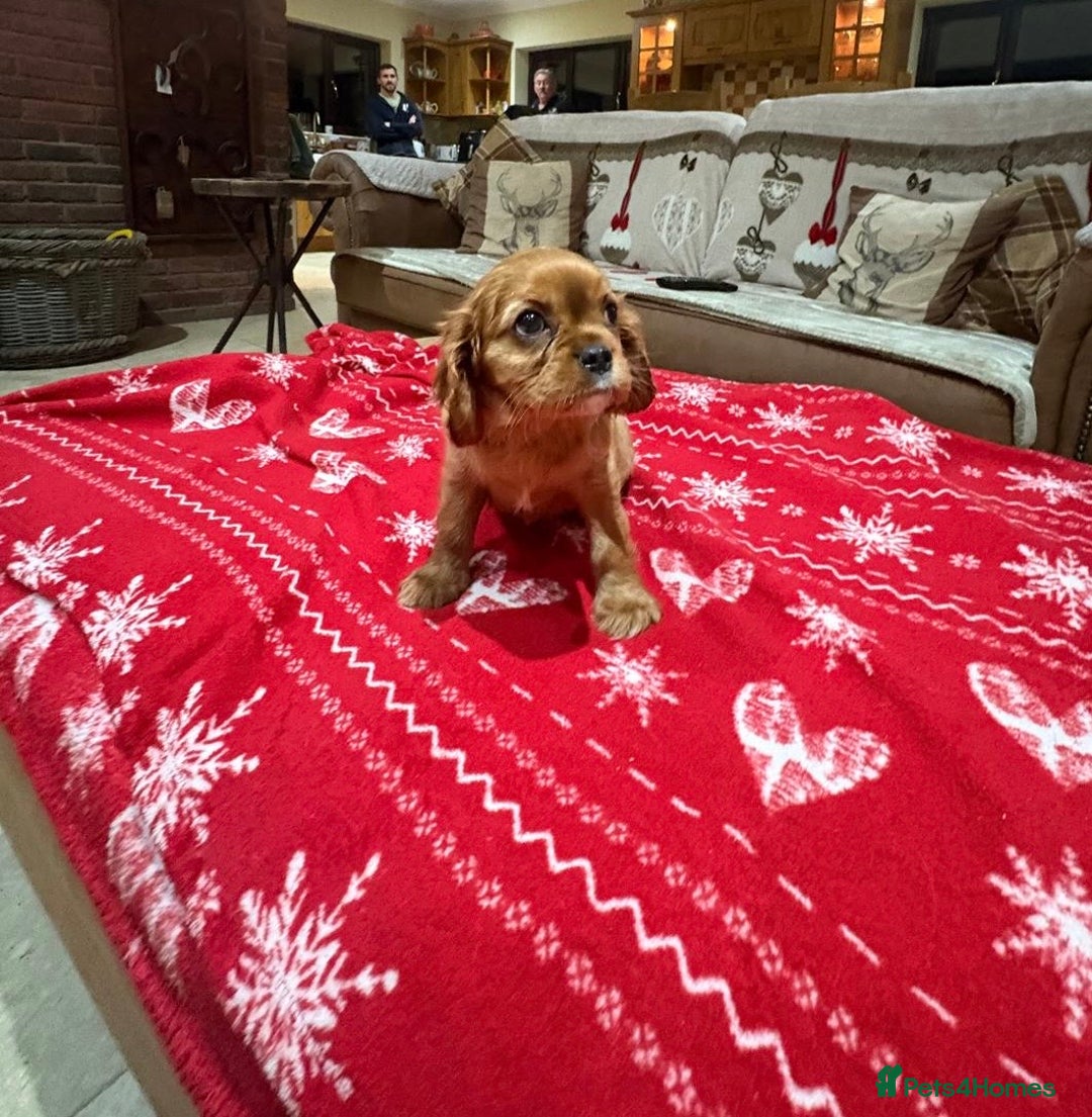 Cavalier King Charles Spaniel dogs for sale: Cavalier King Charles Spaniel  - Advert 9