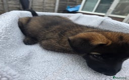 Belgian Shepherd Dog dogs for sale: belguim malinois free training provided - Image 24