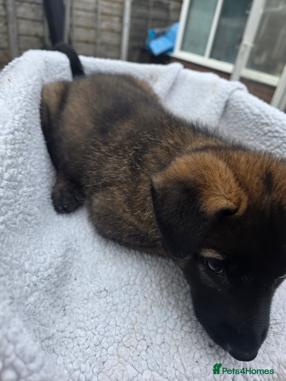 Belgian Shepherd Dog dogs for sale: belguim malinois free training provided - Image 24