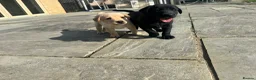 Labrador Retriever dogs for sale: KC Registered Working Labrador Pups  - Advert 16