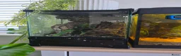Other/Mixed Breed fish for sale: Dart frogs,puffer fish,minnos,newts,crab, scorpion in Burntwood - Advert 6