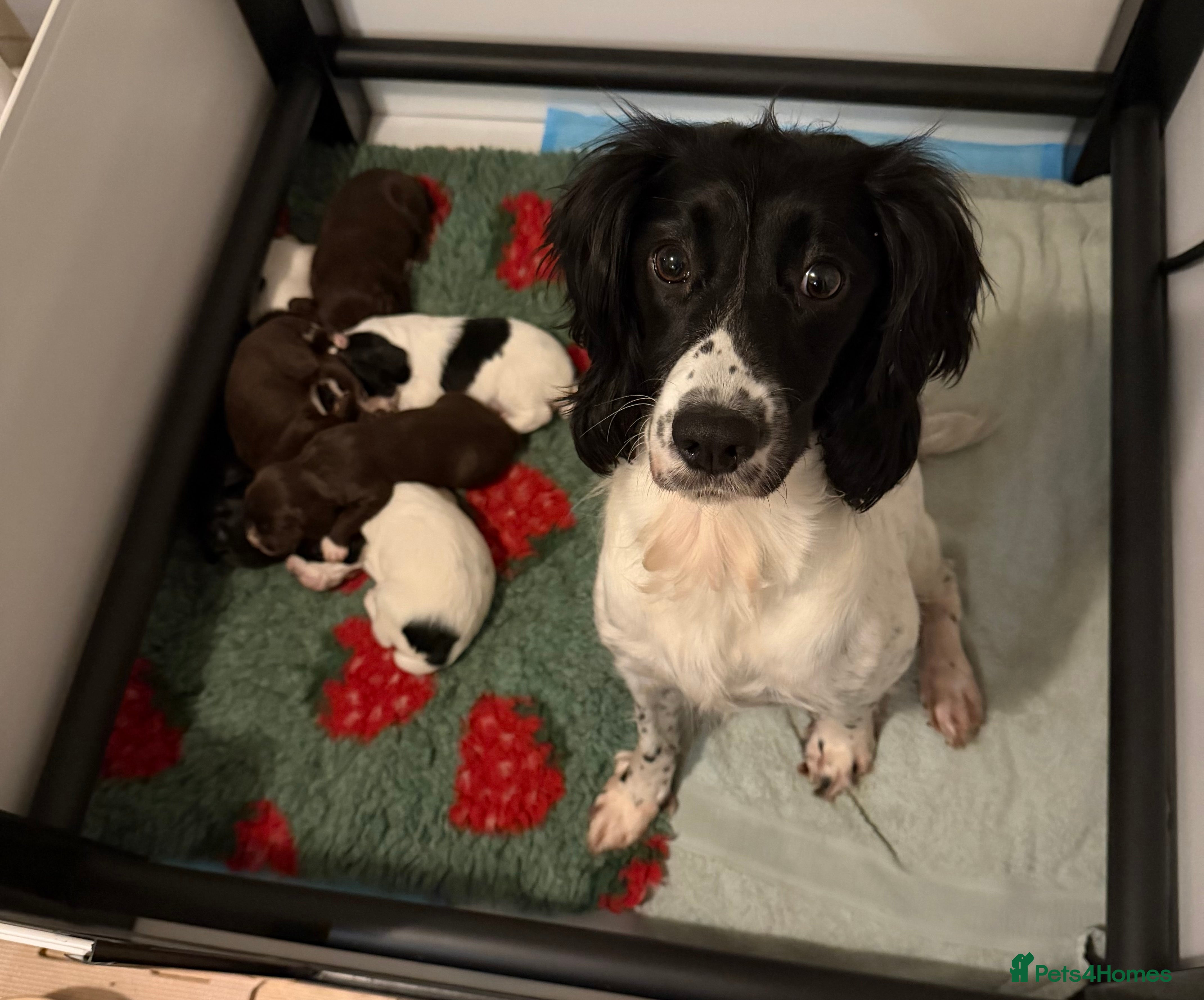 Sprocker dogs Sprocker puppies - Advert 1