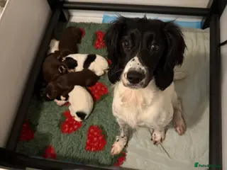 Sprocker dogs Sprocker puppies - Advert 1