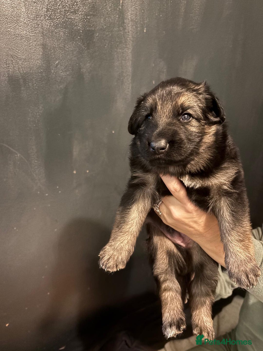 German Shepherd dogs for sale: German Shepherd Puppy's  - Advert 20